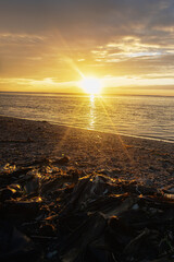 Sunset fierce sun along coast of Sea of Japan. Sakhalin. Beach, ocean meadow. Far East, here begins...