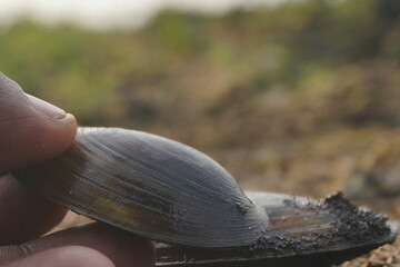  freshwater mussel : A sturdy, hinge‑bound bivalve burrowed in freshwater beds, filtering...