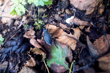 A beetle Carabus, ground beetle crawls through a humid forest. South Sakhalin on the shore of the Sea of Japan