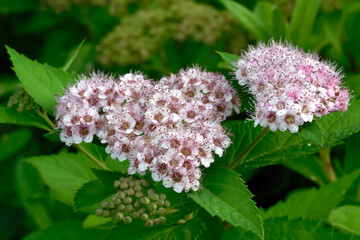 Dwarf Japanese spirea (Spiraea japonica ‘Nana’)