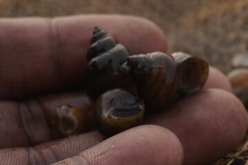 River snail, a freshwater mollusk with coiled shell, plays a vital role in ecosystems and is used in traditional culinary dishes.