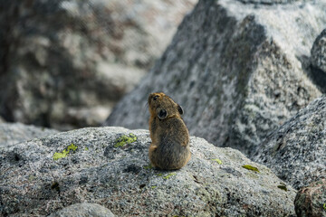 Block field, debris flow (corrom) mountains and typical inhabitants. Altai pika (Ochotona alpina)...