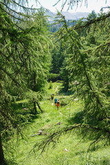 Three hikers walk along winding grassy path that leads through green alpine forest on sunny summer...
