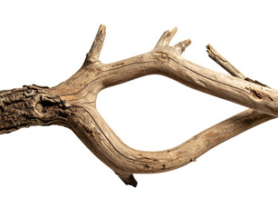 Weathered Curved Wooden Branch with Knots and Cracks Isolated.