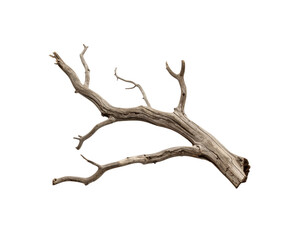 Fototapeta premium Weathered Gray Driftwood Branch with Knots and Twigs.