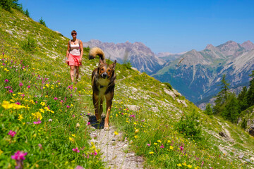 Energetic shepherd dog walks along a scenic mountain trail surrounded by colourful wildflowers, with his owner walking behind him. An active outdoor adventure with a beloved pet in alpine landscape. © helivideo