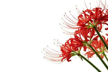 Vibrant cluster of red spider lily flowers in full bloom isolated on white background