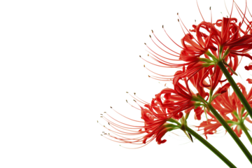 Vibrant cluster of red spider lily flowers in full bloom isolated on white background