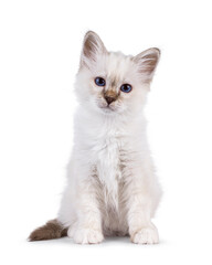 Cute tabby pointed Sacred Birman cat kitten, sitting up facing front. Looking straight to camera with breed specific blue eyes. Isolated on a white background.