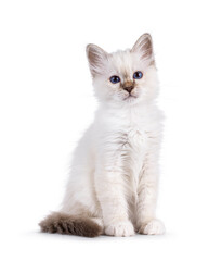 Cute tabby pointed Sacred Birman cat kitten, sitting up half side ways. Looking straight to camera with breed specific blue eyes. Isolated on a white background.