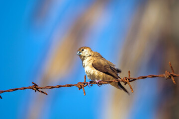 common silverbill (Lonchura malabarica) is sitting on a barbed wire. Oman
