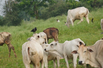 Fototapeta premium A herd of cows: social, grazing bovines providing milk and beef, forming protective herds, driven in droves for farming