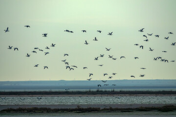 A flock of common shelducks (Tadorna tadorna) flying over the shallows of Wetland