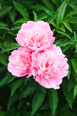Big large beautiful fresh spring colorful fragrant tender with many petals opened spherical lush pink and white bud on a bush of peony flowers growing in the garden in the park in the hot warm summer.