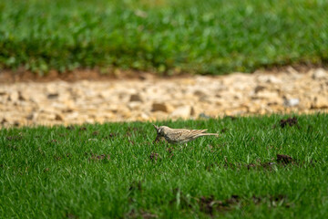 Common crested lark (Galerida cristata) on the lawn in Abu Dhabi