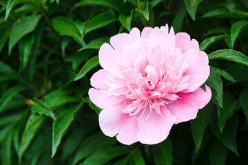 Big large beautiful fresh spring colorful fragrant tender with many petals opened spherical lush...