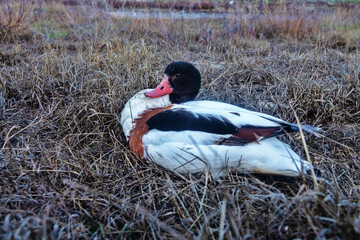 The appearance and incorrect movements of shelduck (Tadorna tadorna) sick with avian flu. Accurate...
