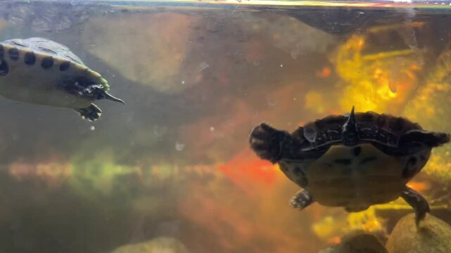 A baby red-eared slider turtle and a mother red-eared slider turtle swimming underwater in an aquarium, concept of pets, aquatic life, animal care
