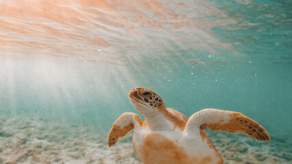 underwater sea turtle, marine life, ocean wildlife, diving adventure