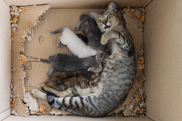 A startled mother cat looks shocked as she's photographed while nursing her adorable kittens—an unexpected and humorous feline moment.