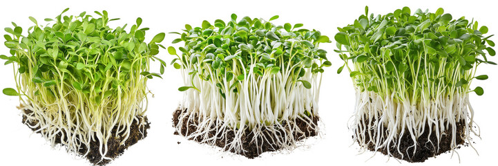 Urban gardening close-up care tips for growing microgreens indoors