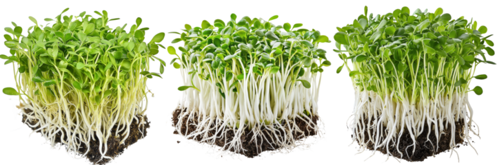 Urban gardening close-up care tips for growing microgreens indoors