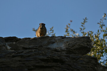 Mangouste fauve assise sur un rocher