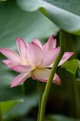 Delicate Pink Lotus Flower Blooming with Golden Stamens and Morning Dew Drops