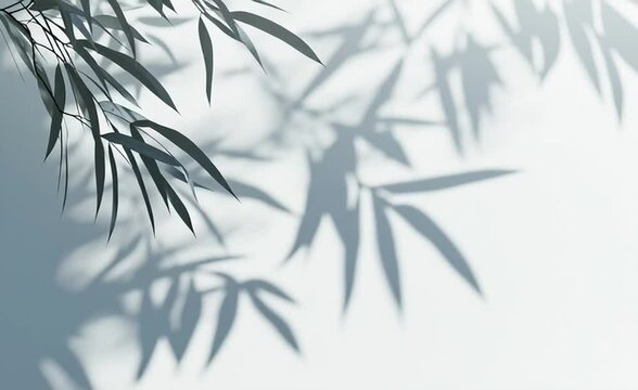 3D rendering of shadows from bamboo leaves on a white wall background, with copy space. Abstract nature wallpaper with a botanical plant for product presentation in a minimalistic style. Soft light an