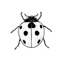 hand drawn Ladybug, pencil drawing, hand made, drawn by human, no AI, black pencil, colored pencil, transparent, PNG, Tattoo template