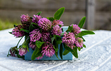 Trifolium pratense