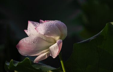 Ethereal Lotus Flower Bud Covered in Sparkling Water Droplets Against Dark Background