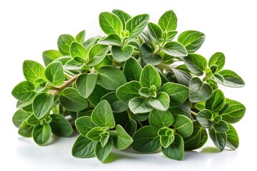 Fresh green oregano sprigs isolated on white background culinary herb