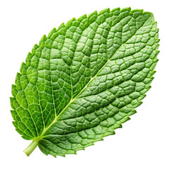 Obraz premium Single fresh green mint leaf isolated on transparent background