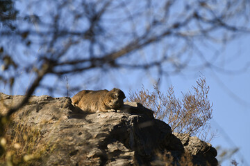 Mangouste fauve couch&eacute;e sur un rocher