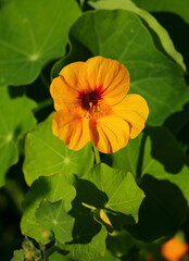 Tropaeolum majus - Indian Cress. Close up of yellow and orange Indian cress or monk's cress. An edible flower and plant growing wild near Lisbon, Portugal.