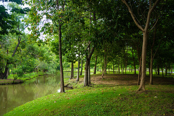 Green city park river swamp tropical forest green tree background public park