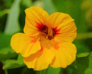 Tropaeolum majus - Indian Cress. Close up of yellow and orange Indian cress or monk's cress. An edible flower and plant growing wild near Lisbon, Portugal.