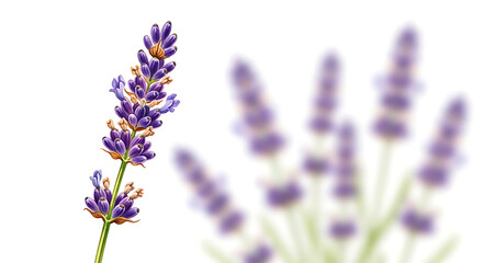 Fototapeta premium Sharply detailed lavender sprig watercolor illustration with a soft focus background. Botanical art of a purple flower isolated on white for wellness, spa, and beauty concepts.