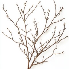 Bare branch with buds isolated on white background