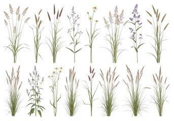 green grass isolated on white