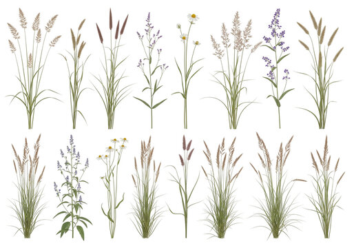 green grass isolated on white