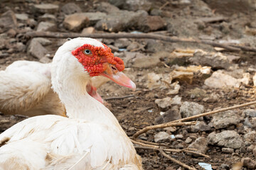 Flock of ducks on the rural farm. Poultry and subsistence farming concept. Detail of a duck head. Close up of Ducks feed on traditional rural barnyard. Free range poultry farming concept.