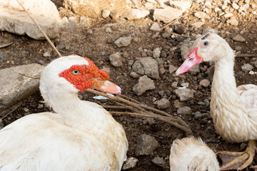 Flock of ducks on the rural farm. Poultry and subsistence farming concept. Detail of a duck head. Close up of Ducks feed on traditional rural barnyard. Free range poultry farming concept.