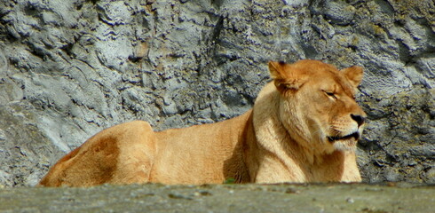 Poland, Warsaw, Ratuszowa 1/3,  Warsaw Zoological Garden (Warsaw Zoo), lioness resting