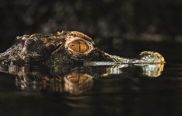 Dwarf caiman with reflection on the water surface