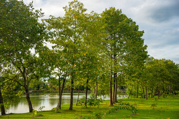 Green city park river swamp tropical forest green tree background public park