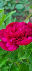 Blooming of a peony