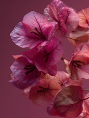 Bougainvillea Flowers in Bloom