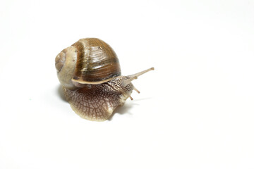 Large grape snail on a white background.
